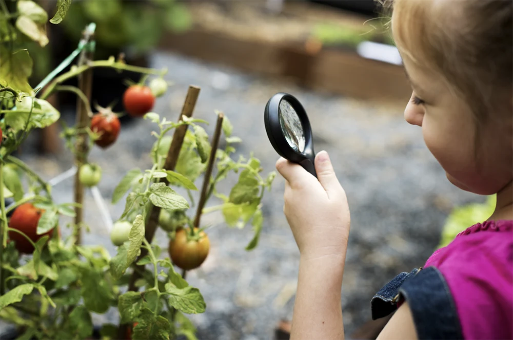 Child looks at tomato with manifying glass