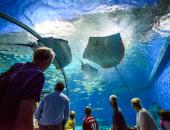 
  Take a Virtual Field Trip to an Aquarium or Zoo image